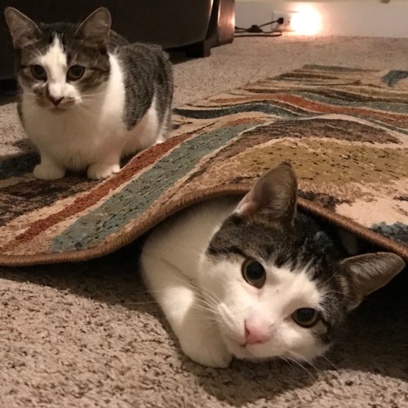 Meet your Posher, Gladys - Picture 1 of 1